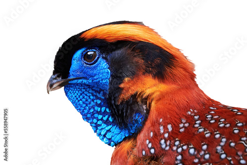 Temminck's tragopan head isolated (Tragopan temminckii)
 photo