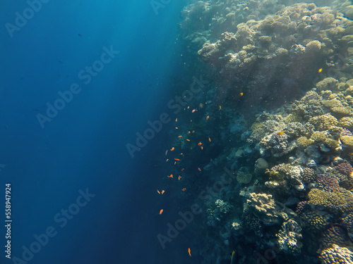 Beautiful underwater world. Coral reef. Rays of light underwater. Colorful underwater landscape. Fish in the Red Sea. Colorful nature. © Kooper