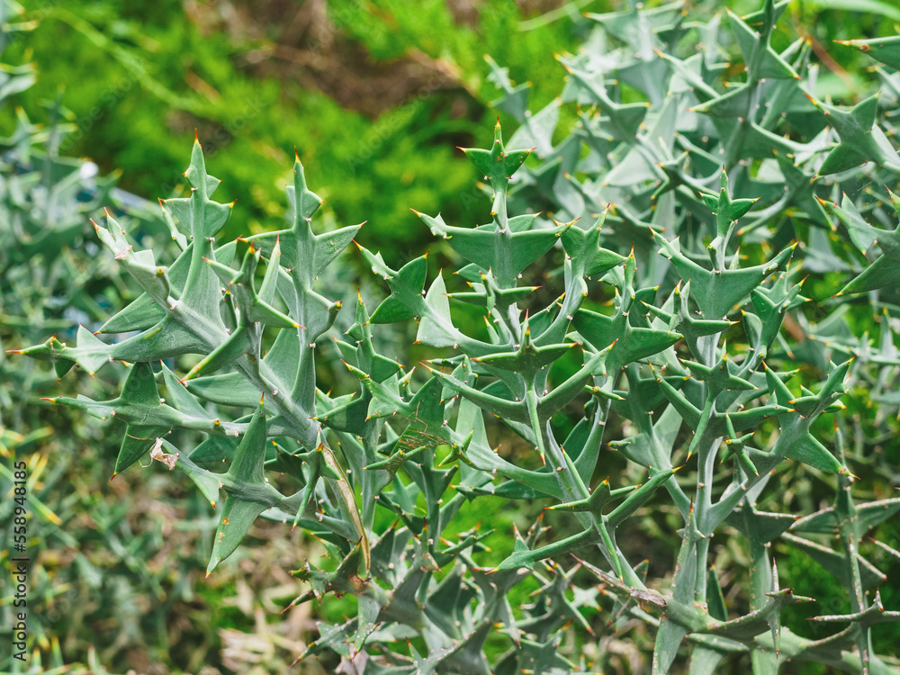 Fototapeta premium Colletia cruciform (Cruciata gillies & hook) close-up