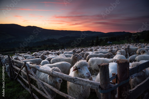 Owce © kamil