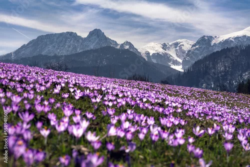 Obraz  z motywem krokusy i tatry