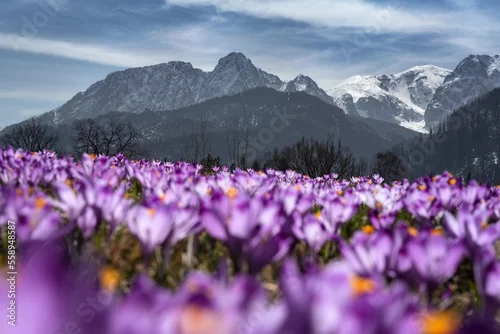Panel kuchenny z motywem krokusy i tatry