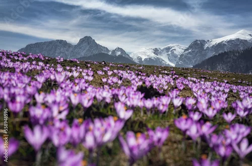 Panel kuchenny z motywem krokusy i tatry