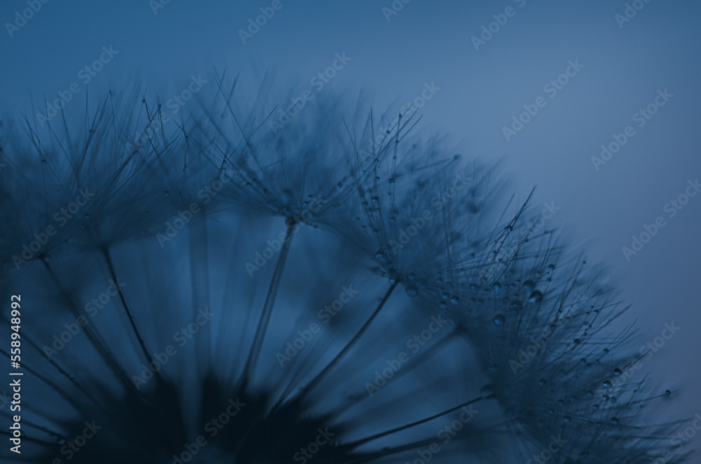 Obraz premium Löwenzahn bei Sonnenuntergang. Löwenzahn-Silhouette, flauschige Blume am Sonnenunterganghimmel mit Wassertropfen benetzt, dandelion at sunset. Dandelion silhouette fluffy flower on sunset sky