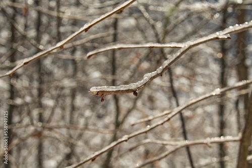 Branches covered with a layer of ice caused by frozen fog.