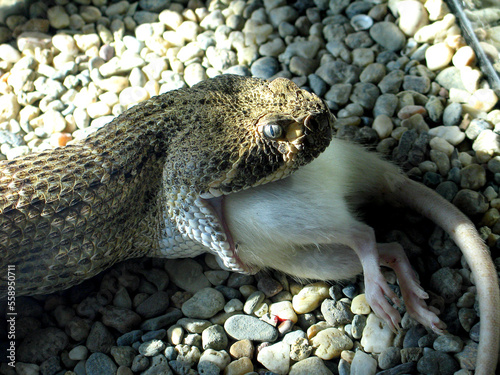 Western Diamond-backed Rattlesnake (Crotalus atrox) eats a rat