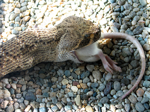 Western Diamond-backed Rattlesnake (Crotalus atrox) eats a rat
