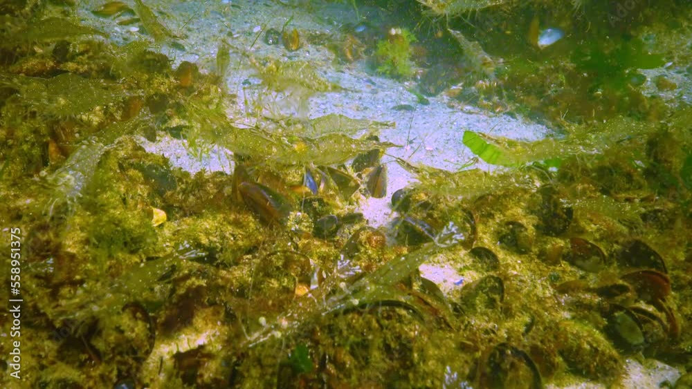 (Palaemon adspersus) commonly called Baltic prawn, shrimps look for food on a stone in the Black Sea (Palaemon adspersus) commonly called Baltic prawn, shrimps look for food on a stone in the Black Sea