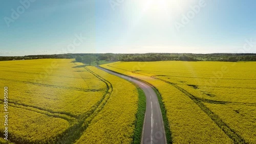 Drone video of flower field in a beautiful evening sunset. 4K aerial view of flower field in summer evening day. Slow camera movement across a agriculture flower field. (ID: 558951500)