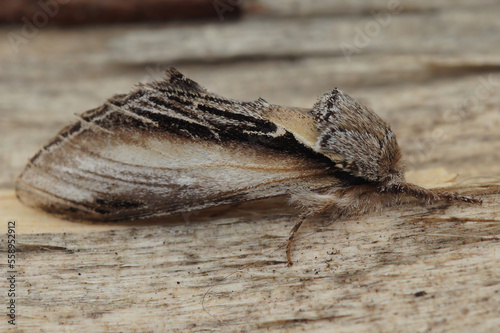 Closeup on the Swallow Prominent owlet moth  Pheosia tremula sitting on wood