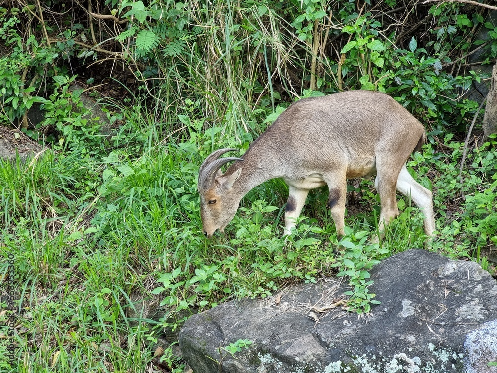 Obraz premium Nilgiri Tahr Standing on a mountain rock in Valparai, Tamil Nadu, India. 
