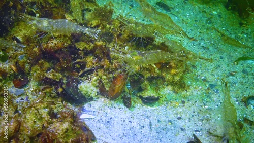 (Palaemon adspersus) commonly called Baltic prawn, shrimps look for food on a stone in the Black Sea photo