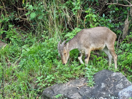 Beautiful Nilgiri Tahr on the Valparai Mountain  Tamil Nadu  India. 