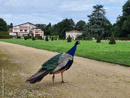 Paon à la Villa Arnaga