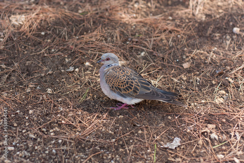 European Turtle-Dove - Streptopelia turtur sitting on the ground in the evening light, nice background, beautiful colours photo