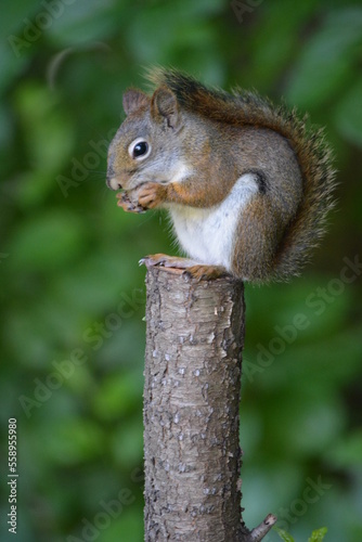 squirrel on a stump © tacse7
