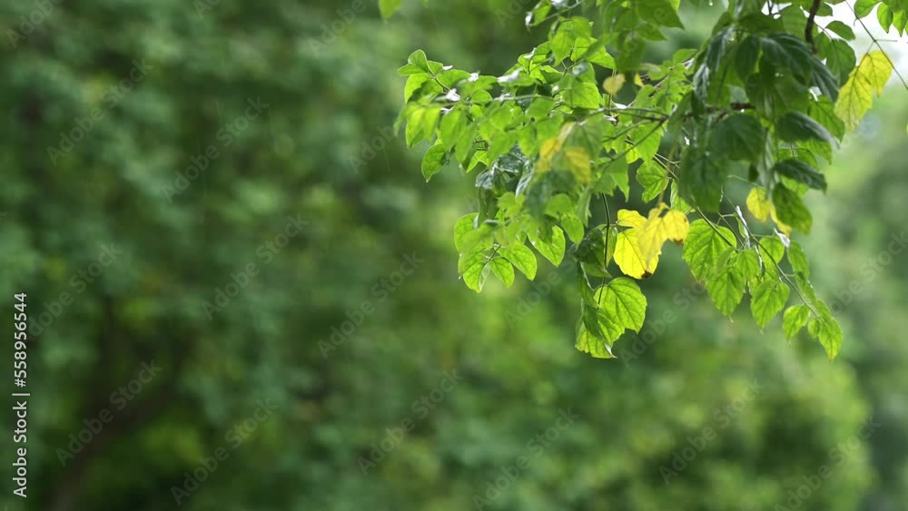 raining shower drop on leaf tree, close up of rainfall in jungle,Heavy Rain Falling on Tree Leaves in forest. droplets fixed on green leaves, Raining day in tropical forest. Raindrop in deep jungle. raining shower drop on leaf tree, close up of rainfall in jungle,Heavy Rain Falling on Tree Leaves in forest. droplets fixed on green leaves, Raining day in tropical forest. Raindrop in deep jungle.