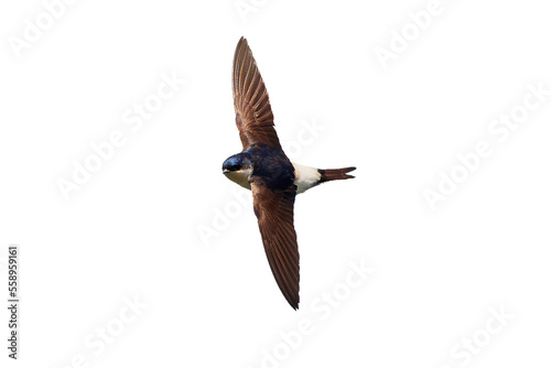Common house martin in flight isolated (Delichon urbicum)
