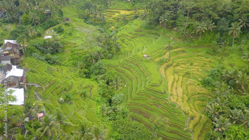 Aerial view of Tegalalang Green Terrace Field in Ubud, Bali