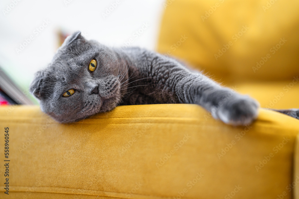 Ταπετσαρία Grey cat scottish fold on yellow sofa at home