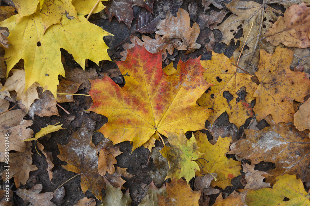 autumn leaves