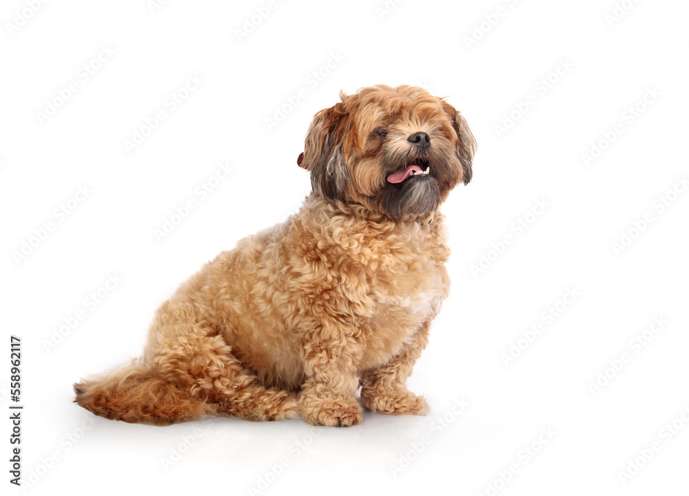 Isolated Shichon dog sitting with pink tongue. Side view of small fluffy brown dog waiting. Overweight or heavy, 3 years old male Zuchon, Shih Tzu-Bichon mix or fuzzy wuzzy puppy. Selective focus