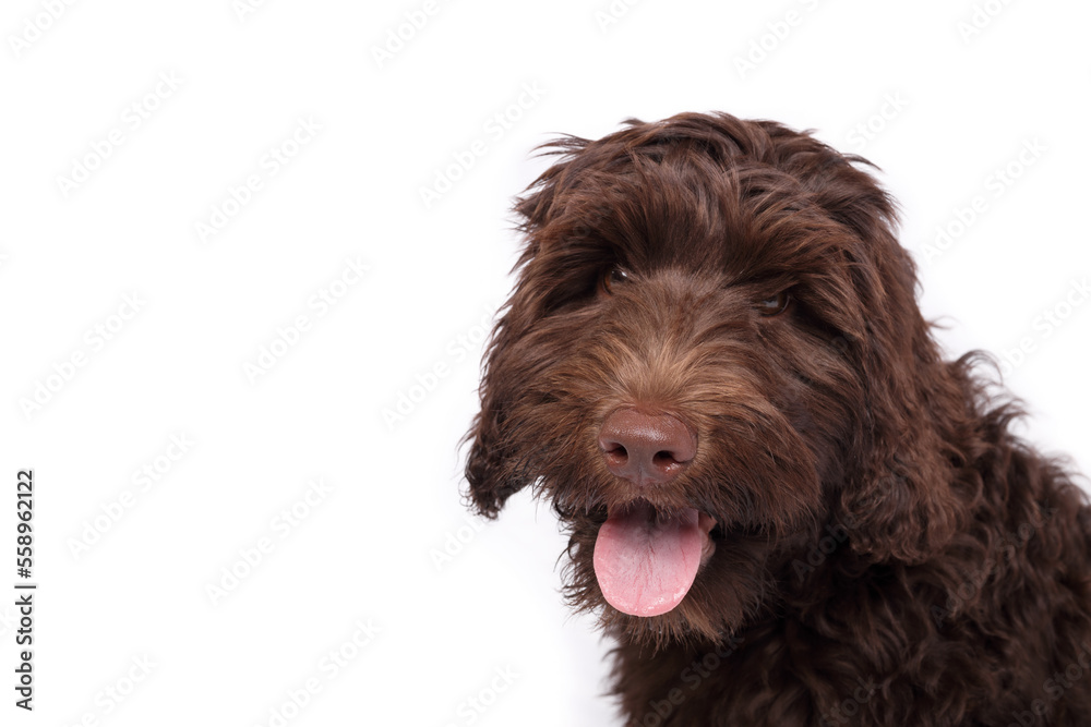 Happy Labradoodle puppy looking at camera. Isolated cute fluffy brown puppy dog with pink tongue. Relaxed 3 months old female Australian labradoodle puppy, chocolate or brown. Selective focus. Happy Labradoodle puppy looking at camera. Isolated cute fluffy brown puppy dog with pink tongue. Relaxed 3 months old female Australian labradoodle puppy, chocolate or brown. Selective focus.