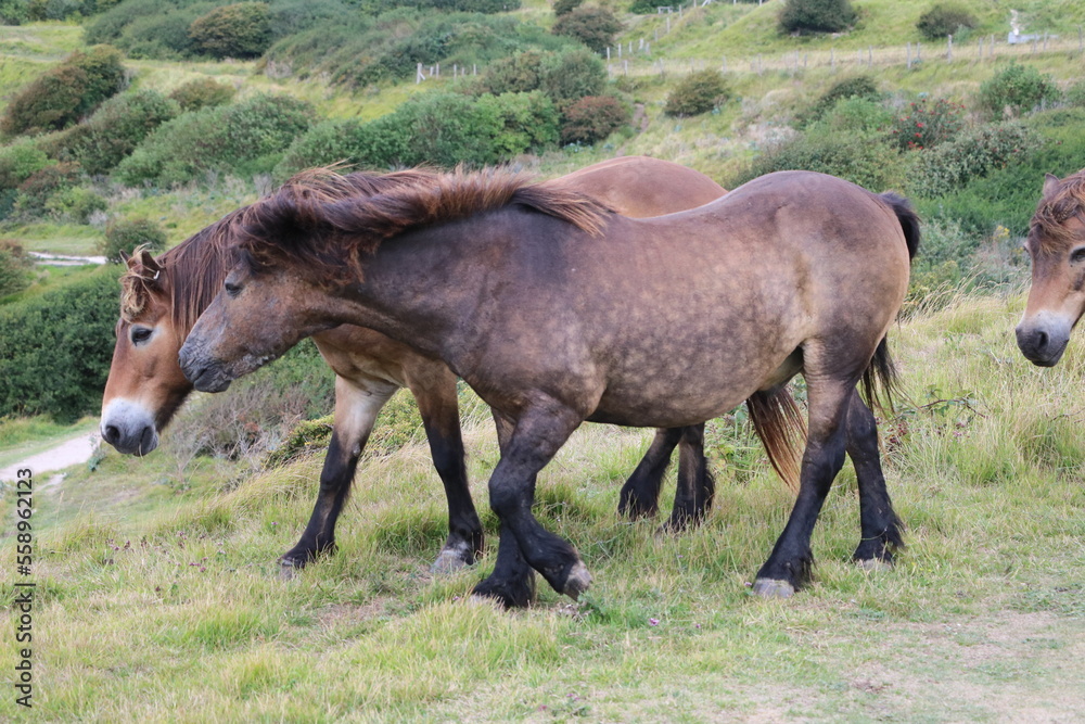 Fototapeta premium Wild horses at shoreline, England Great Britain