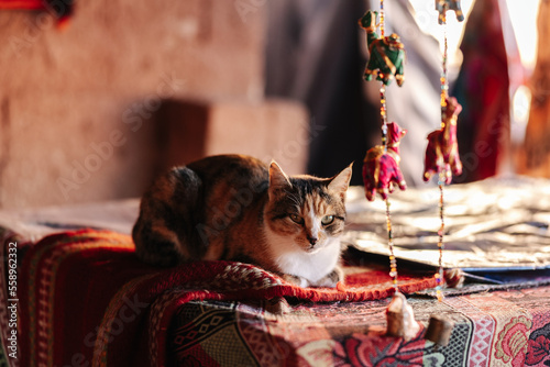 Valokuva A cat sitting in a bedouin camp in the Wadi Rum desert in Jordan.