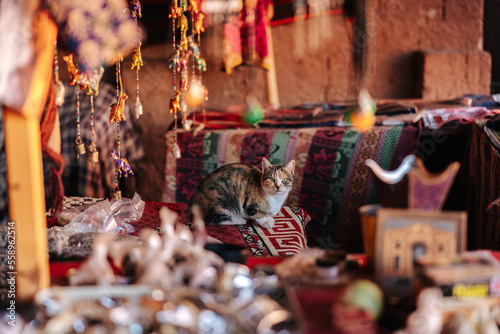 Valokuva A cat sitting in a bedouin camp in the Wadi Rum desert in Jordan.