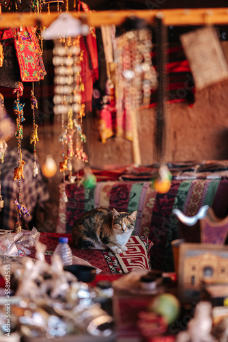 A cat sitting in a bedouin camp in the Wadi Rum desert in Jordan.