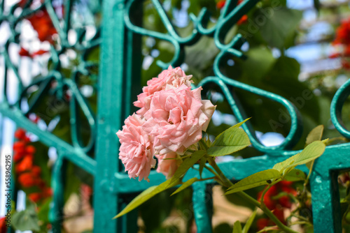 pink flowers