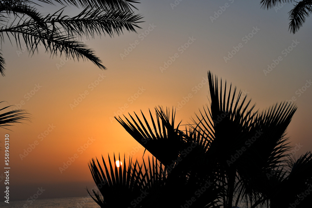 Silhouettes of palm trees on the seashore against the backdrop of a bright beautiful sunrise over the sea. A beautiful start to the day. Beach at dawn. holiday mood