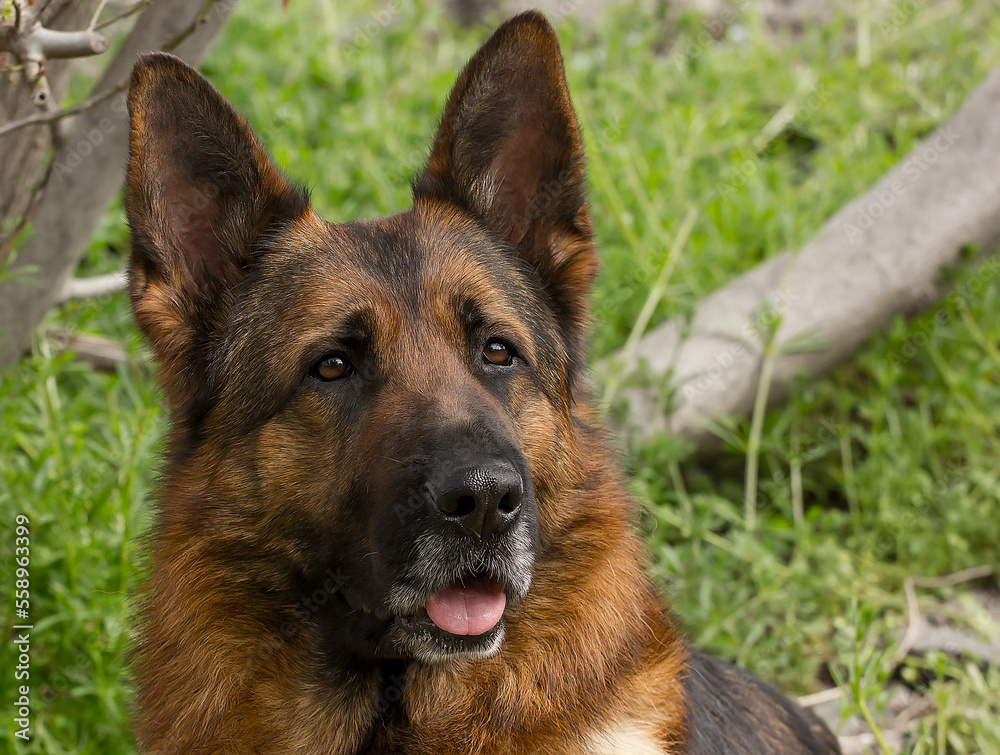 Beautiful dog breed German shepherd on a background of green grass. Beautiful dog breed German shepherd on a background of green grass.