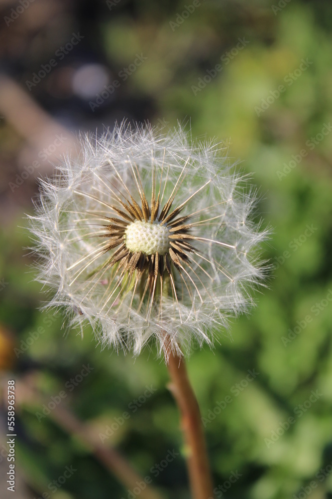 Fototapeta premium dandelion seed head