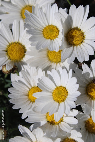 daisies