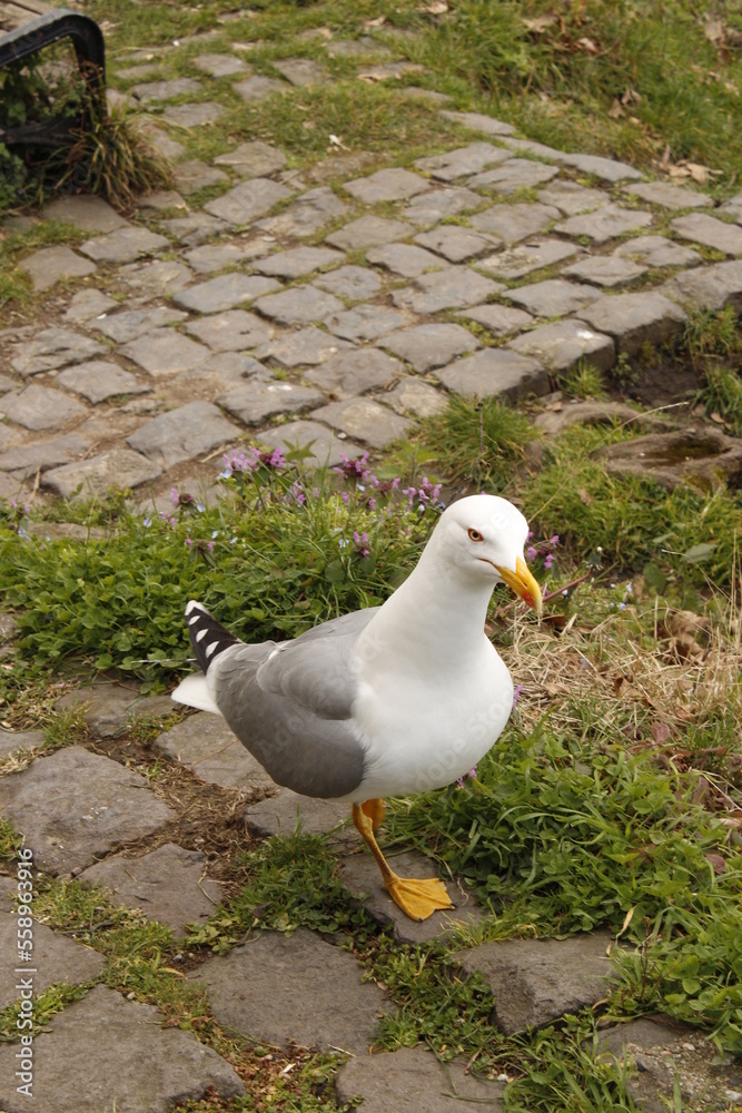 Fototapeta premium seagull on the beach