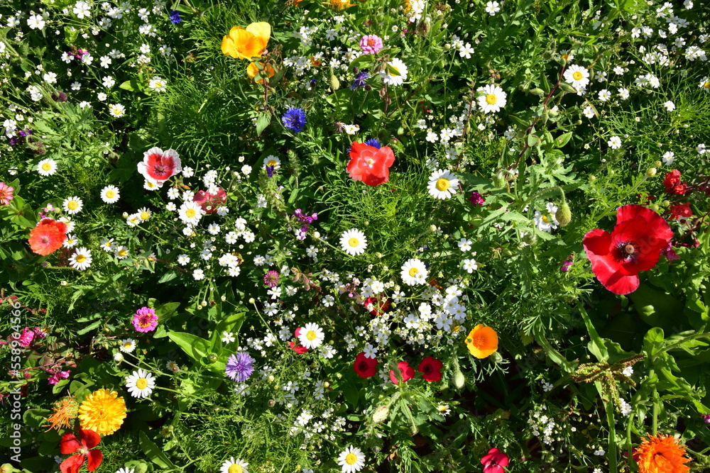 Fototapeta premium Flower Beds