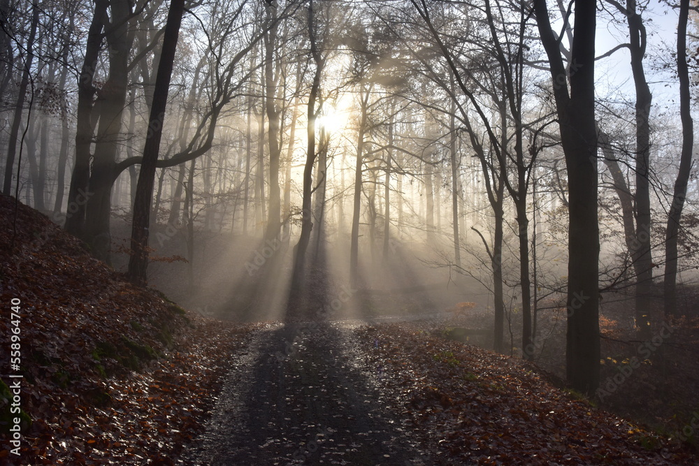 Obraz premium Forest Path in Brdy