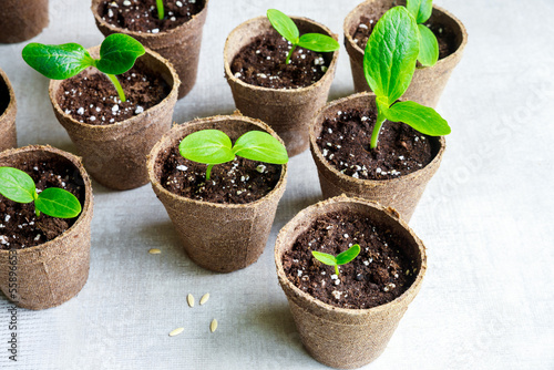 A young squash seedling grows in pot.