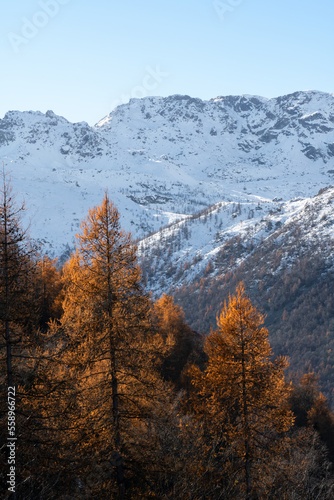 autumn in the mountains. landscape with orange trees in foreground and snowy mountain background