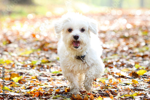 Maltese dog With Open Mouth Between Colorful Leaves During Fall