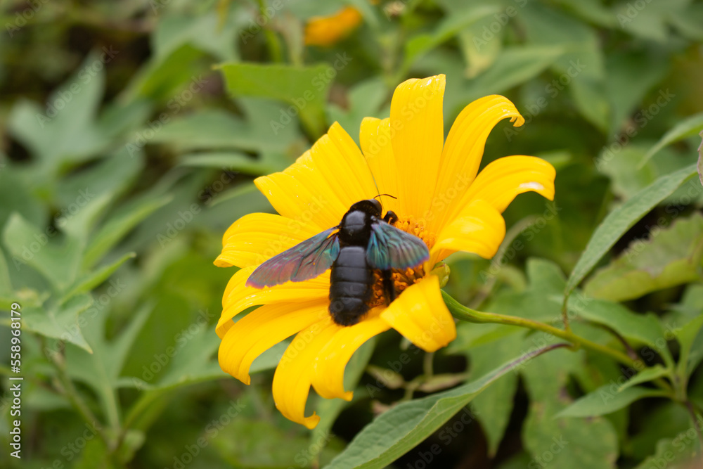 bee on yellow flower