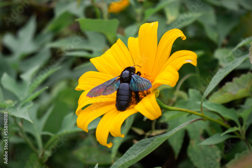 bee on yellow flower