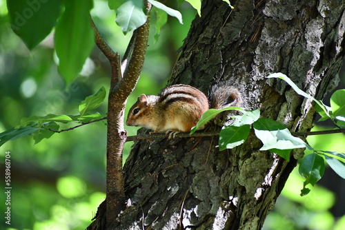 Cute chipmunk sitting on a tree in summer time