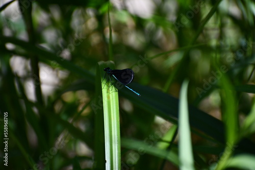 Dark green dragonfly sitting ona green leaf in half shadow