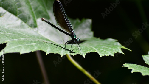 Dark green shiny dragonfly sittingon a green leaf in half shadow
