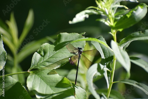 Dark green shiny dragonfly on a green leaf