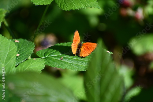 Orange winged butterfly chilling on a green leaf in summer