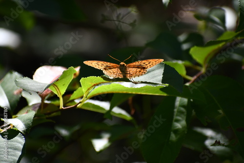 Orange butterfly sitting on a leaf in polish forest